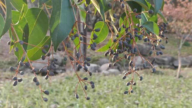 长宁家门口的“宝藏”绿道，运动赏景两不误！