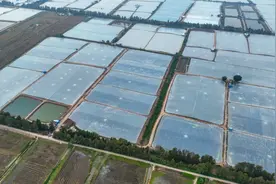 亩产最高2000斤，“渔草共生”养殖有多强？图片