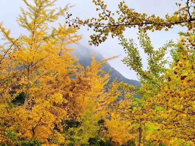 出发！来四川淘“金”