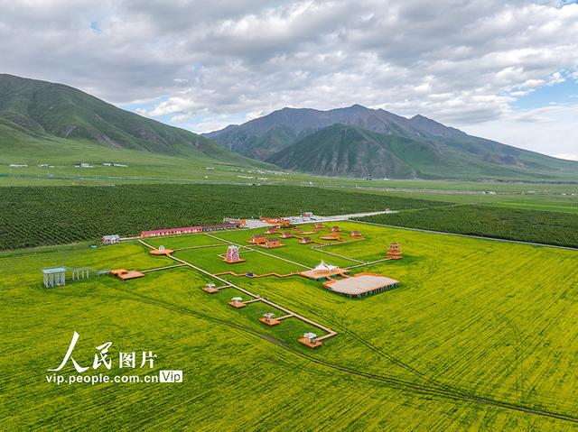 青海门源：油菜花开