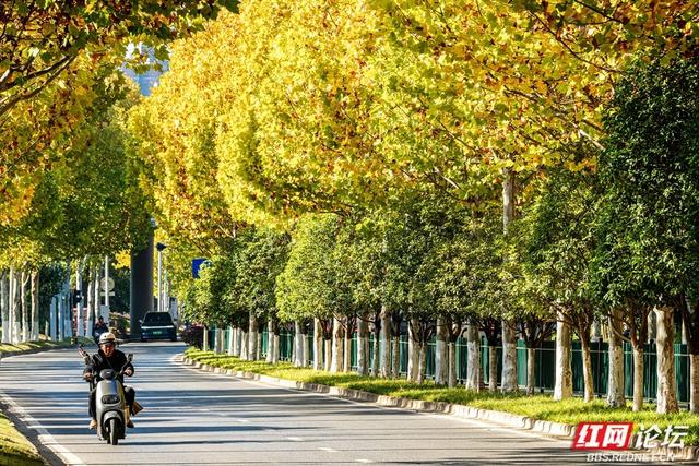 梧桐染晨光，一条路藏尽长沙的温柔