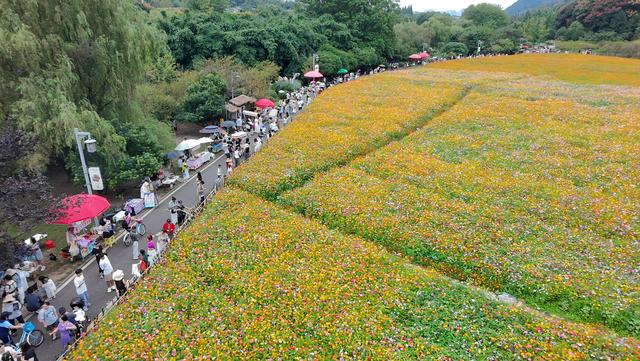 贵阳：十里河滩花海引客来