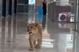 石家庄一商场内惊现狮子奔跑？网友：“小辛巴”逛街来了图片