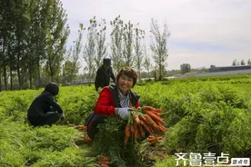 红萝卜是一种营养丰富的常见蔬菜，这里丰收了图片