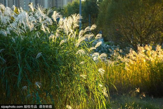一眼心动！周末邂逅北京芦花漫舞，超有秋日feel~