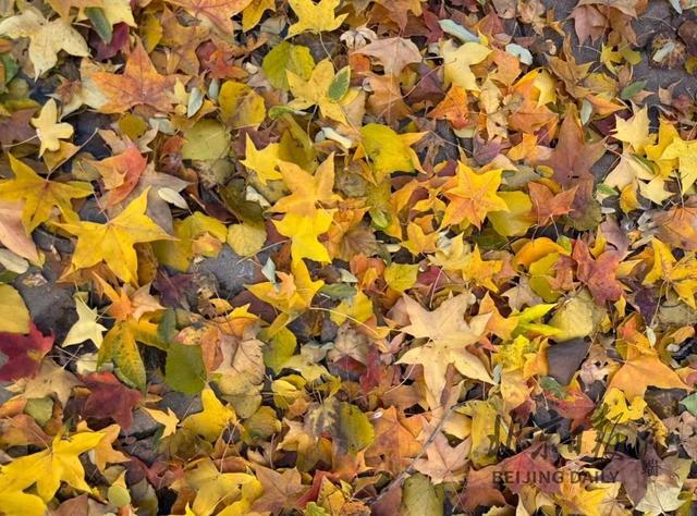 秋色不等人！北京彩叶树变色率播报（2025.11.10）