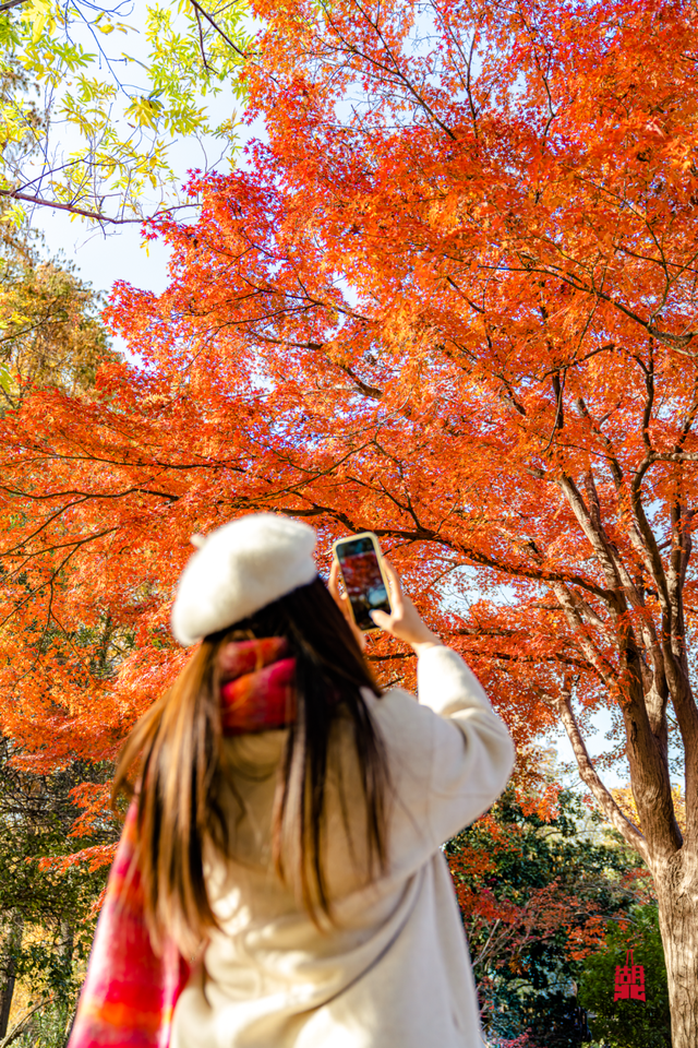 红红红红！红“枫”了！