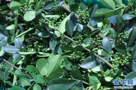 美好生活在云南｜昭通大关：花椒采收忙图片