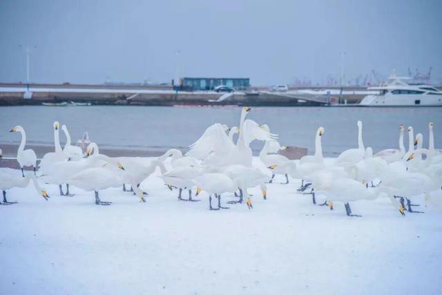 冬天！所有人都该来荣成见一见“永不失约”的布鲁威斯