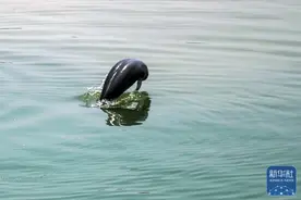湖北宜昌：江豚戏水图片
