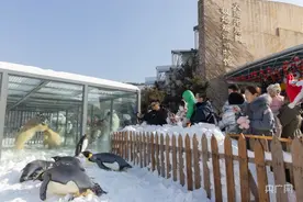 新·年味儿｜大连：北极熊与南极企鹅相遇啦图片
