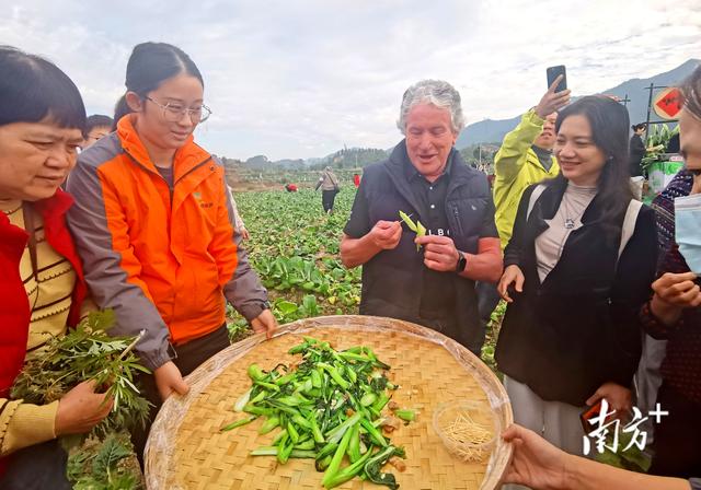 老外点赞“very good”！连州菜心旅游季，两天吸引万人打卡