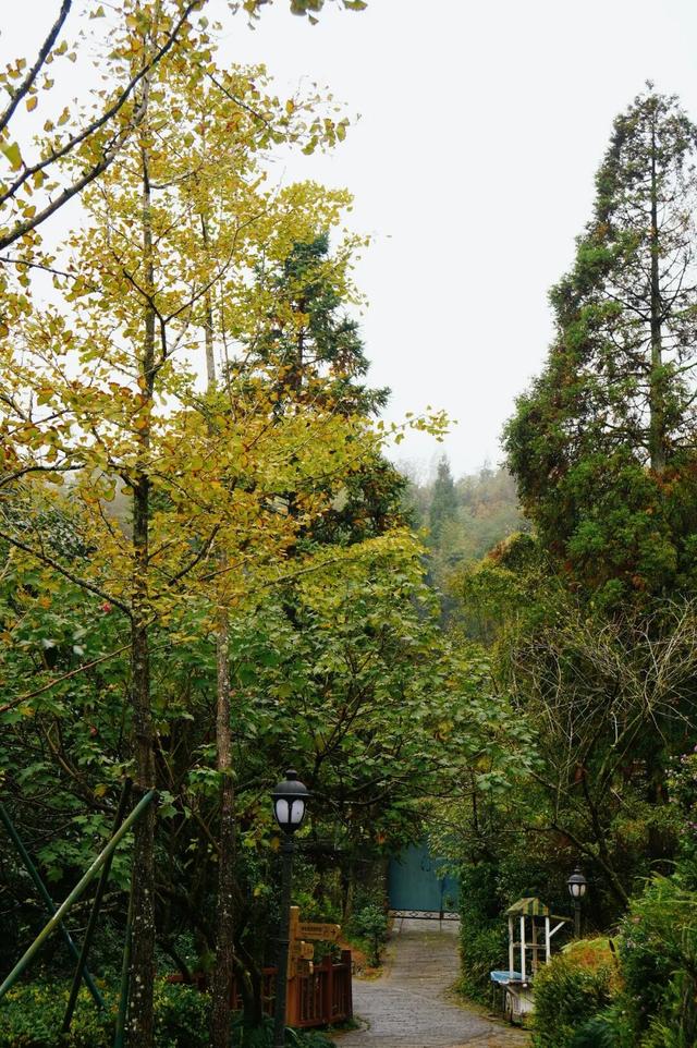 黄了！黄了！福州这里迎来颜值高峰！