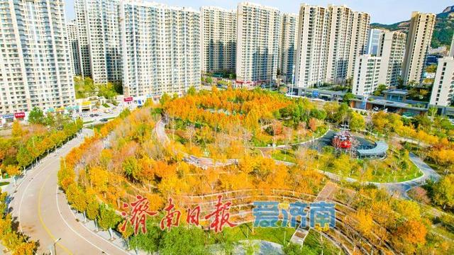 一年四季 泉在济南丨落叶铺锦景如画 济南望岳康体公园初冬限定美景上线