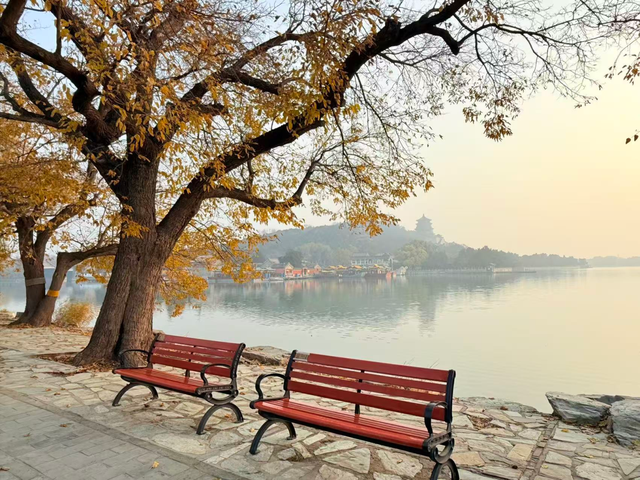 银杏浓烈似金，松柏深翠如墨！京城这景色太美了