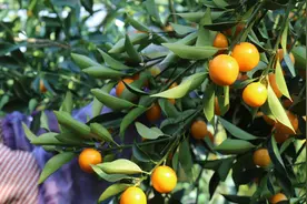 预防高血压、缓解眼睛干涩……小小金桔还有哪些你不知道的功效→图片