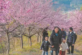 罗源：樱花开 引客来图片