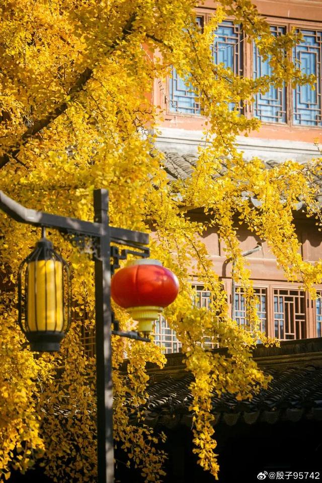 “西红柿炒蛋树”排队？快来秦淮开启“金黄时刻”！