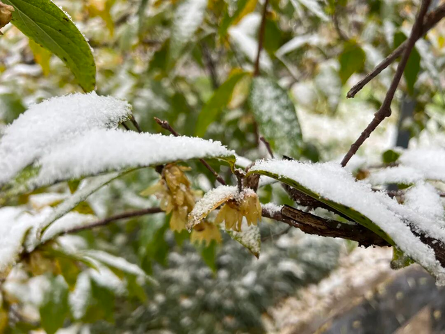 踏雪寻梅！来河南邂逅冬日限定浪漫吧