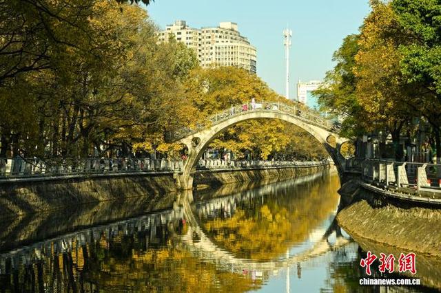 昆明大观河畔滇朴鎏金绘就冬日惬意图景