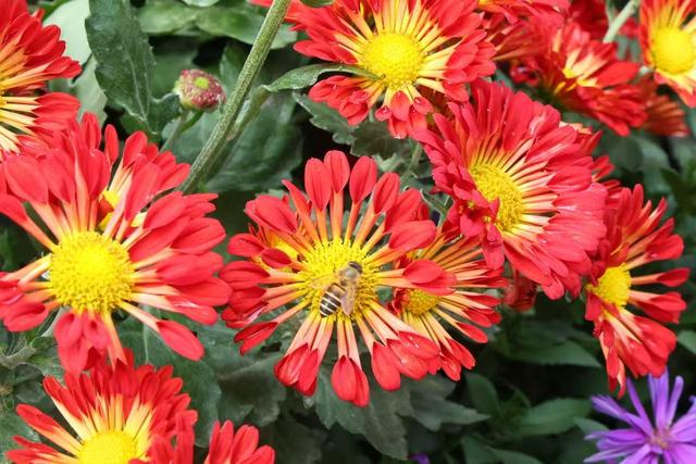 晚潮｜深秋，总要看场菊展吧