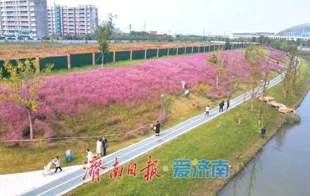 一年四季 泉在济南丨浪漫画卷秋色无边，龙鼎河“粉黛花海”引人入胜