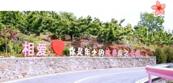 汶源蜜桃熟了！请查收这份中国蜜桃之乡的夏日“邀请函”