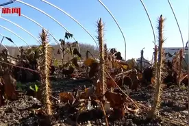 记者走基层｜虎林刺五加何以声名远播？图片
