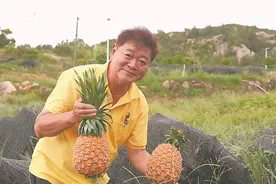 台中“新农人”岚岛种凤梨图片
