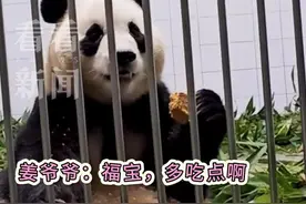 姜爷爷与福宝用中文对话福宝“吧唧”嘴超级可爱图片