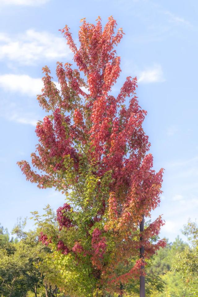 跟着这条线路，周末赏秋去！