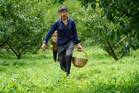 【高质量发展调研行】七星关区燕子口镇：小小青脆李 结出乡村振兴“致富果”图片