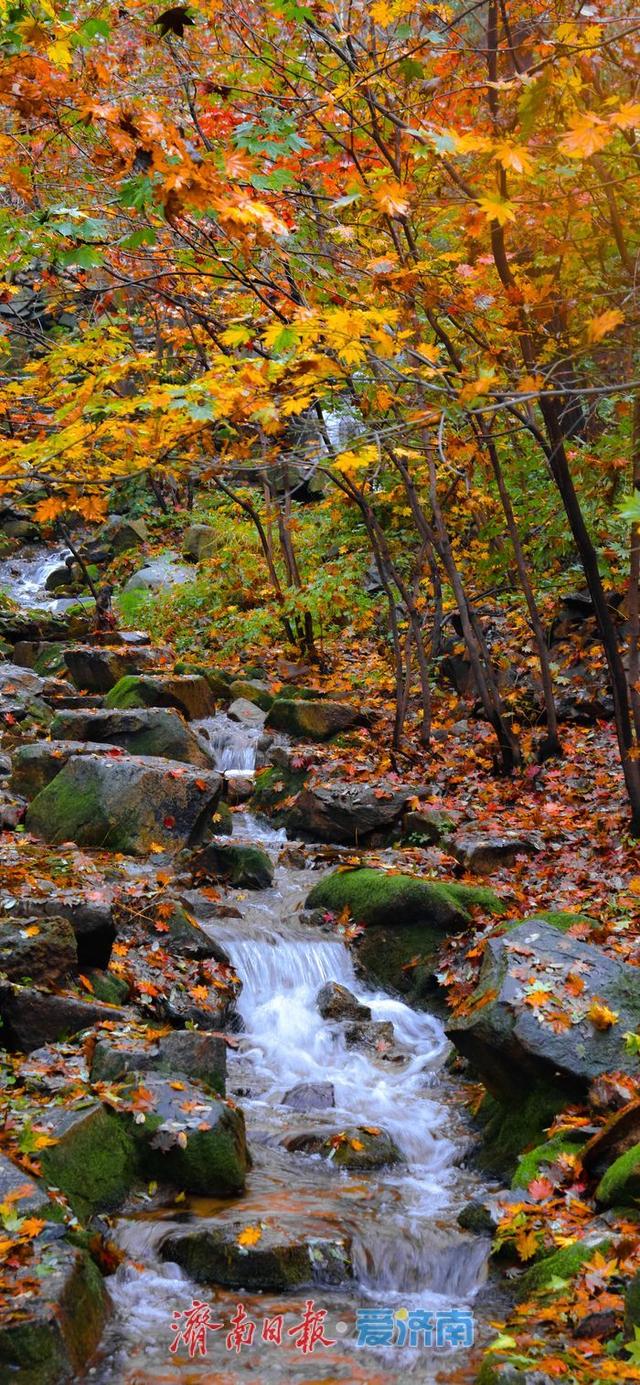 一年四季 泉在济南丨壁纸级秋景！九如山首波红叶上线，雨中最是惊艳