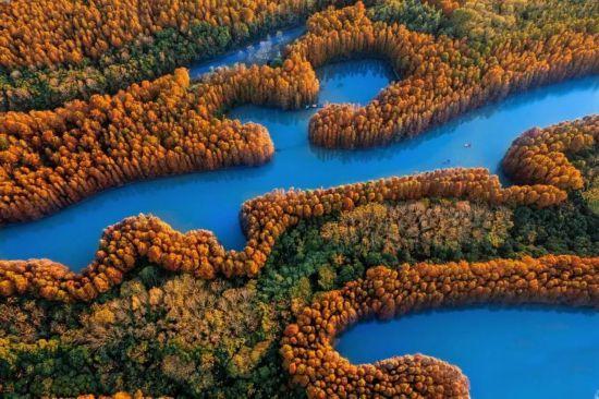 魔都最大水杉林，开始红了！