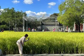 国庆假期 市民赏“秋日限定”稻田美景图片