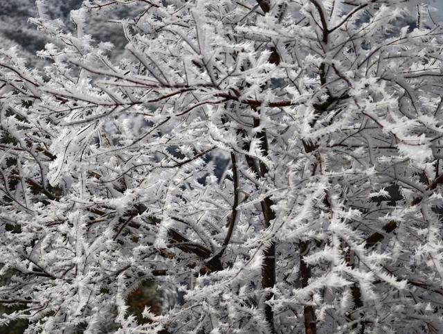 有执念！柳州这个森林公园变身“冰雪王国”，紧急封路也要走上去！