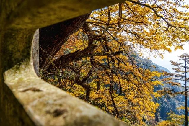 临安，一座被银杏腌入味的城市