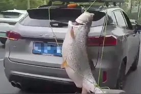 广西男子钓到大鱼绑车尾游街炫耀，交警通知：来队里接受处理图片