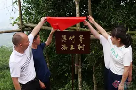 河口：“茶王树”新鲜出炉 敬你一杯古树茶图片
