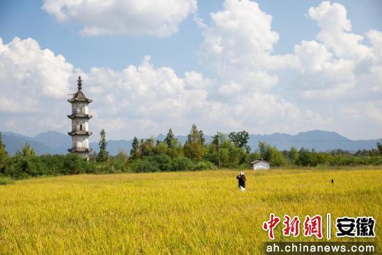 黟县“双节”假期期间“反向旅游”成风尚