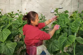 内蒙古河套地区：冬闲时节人不闲 设施农业促增收图片