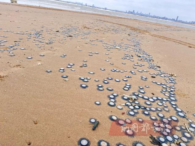 海边遇到有毒水母怎么办
