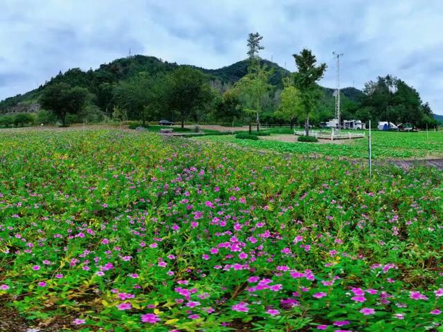 秋日惊喜！千岛湖花海正热烈~