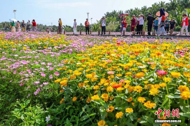 海南博鳌：绚烂花海引客来