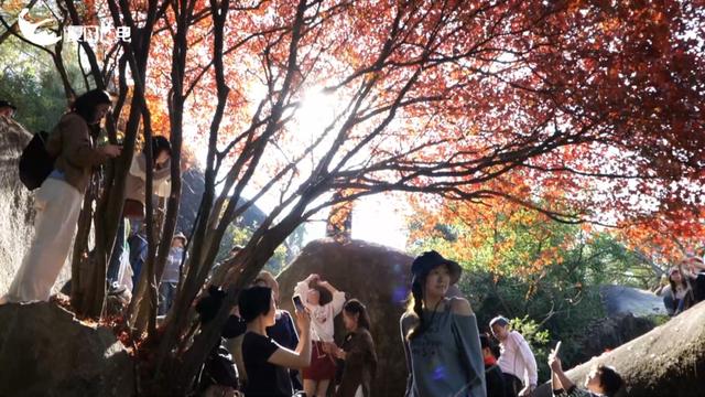 不必北上也能赏红叶？厦门这处打卡点火了！园方紧急提醒→