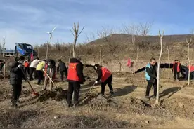 经济发展新引擎！平顶山卫东区栽种杜仲树开辟致富路图片