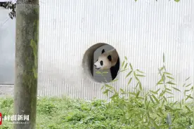 吃笋笋踩水水的“福宝”闪亮登场！来一起“管中窥熊”｜图集图片