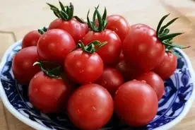 一口爆汁，甜度接近西瓜，“浙樱粉1号”番茄可以开吃了图片