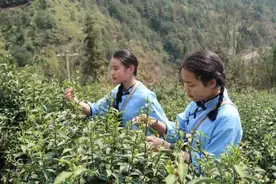 贵州桐梓：洛碧庄园茶飘香 带动茶农致富忙图片
