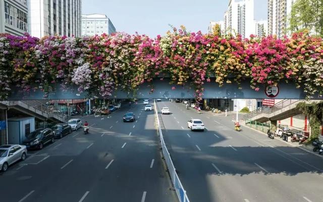 刷屏朋友圈！11月的浪漫被TA承包了，这场缤纷花事太治愈！